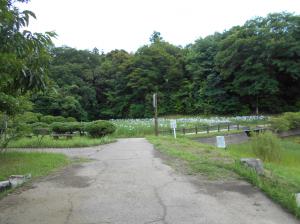 菖蒲園の写真です