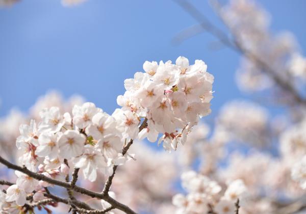 桜