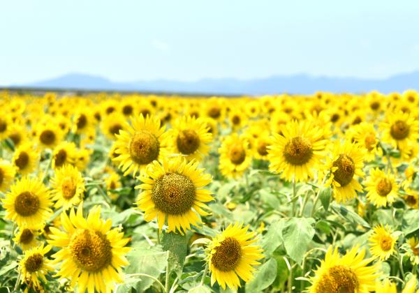 花の海