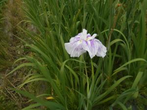 菖蒲花の写真です
