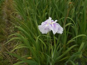 菖蒲花の写真です