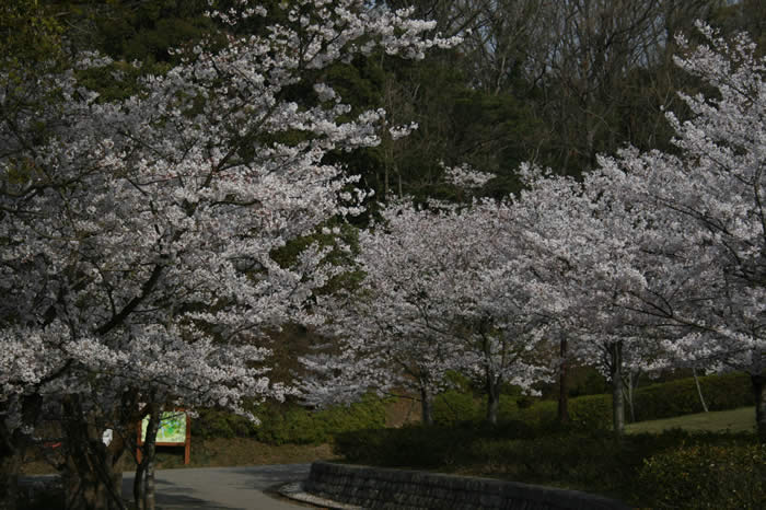 sakura