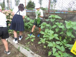 埴生小　植える様子