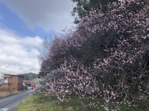 道沿いにあった梅の花の写真です。