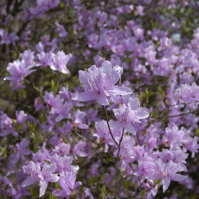 市の花：ツツジ