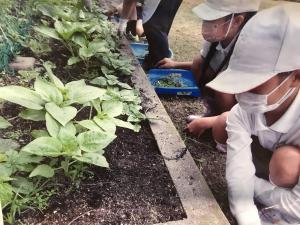 須恵小学校　種まき