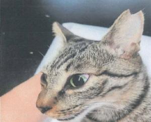さくらねこ１