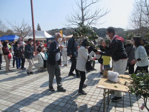 椿の苗木配布