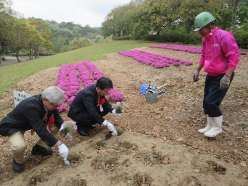 芝桜苗の植樹