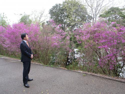 つつじ鑑賞