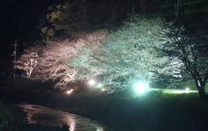 夜桜ライトアップ