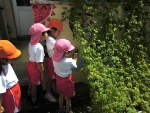 ゴーヤを収穫する園児