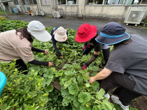 職員がメロンの苗のお世話をする様子