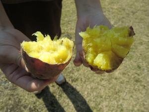 焼き芋が焼けました