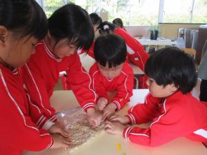 味噌づくりをする園児