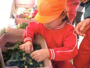 イチゴを収穫する園児の様子