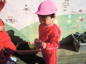 イチゴを収穫する園児の様子