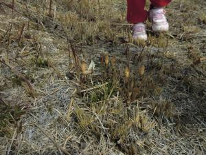 つくしを発見しました