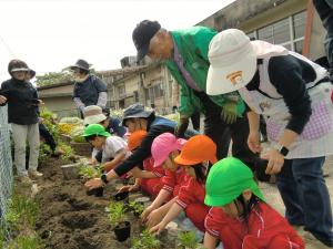 フジバカマを植える園児たち