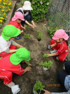 フジバカマを植える園児たち