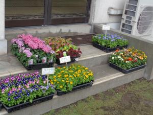 寄せ植え