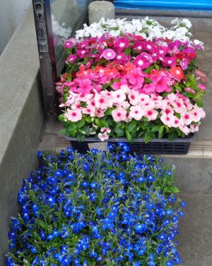 寄せ植え1