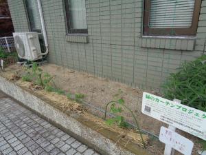 ゴーヤ定植１