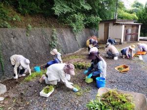 草取り