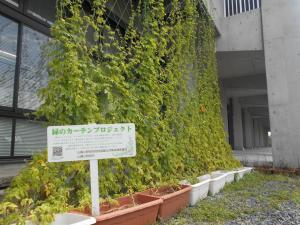 市役所緑のカーテン