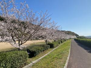 寝太郎公園桜並木