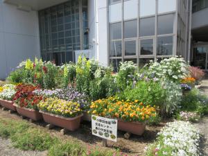 春の花壇1