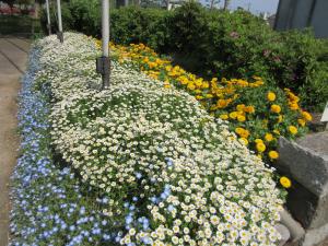 春の花壇2