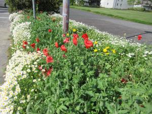 春の花壇3