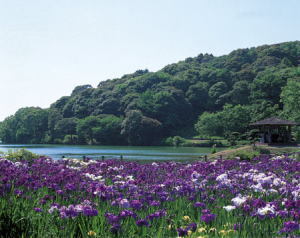 花菖蒲園の様子（5月下旬から6月中旬）